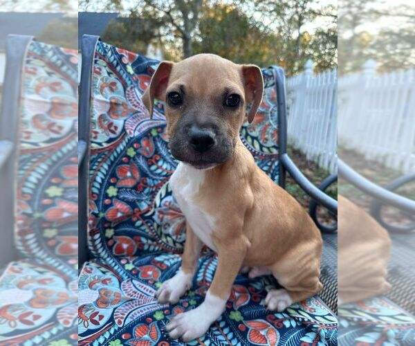 Medium Photo #8 Black Mouth Cur-Unknown Mix Puppy For Sale in New York, NY, USA