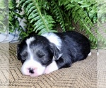 Small #9 Miniature American Shepherd-Poodle (Toy) Mix
