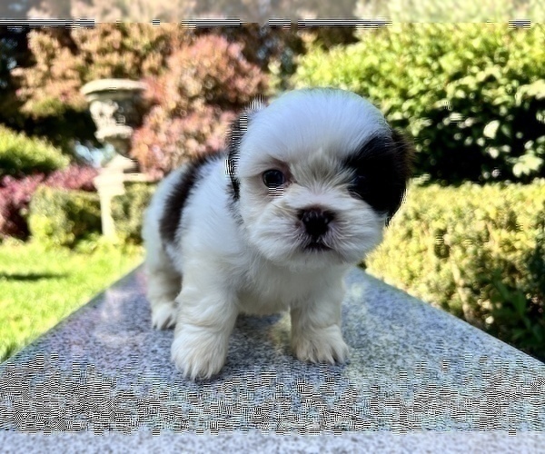 Medium Photo #21 Shih Tzu Puppy For Sale in HAYWARD, CA, USA