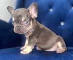 Small French Bulldog