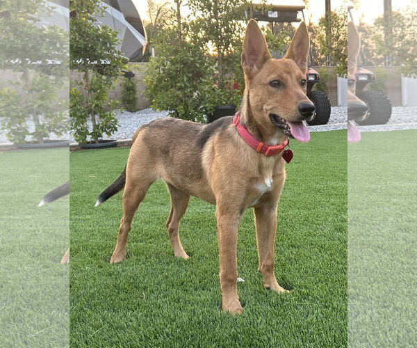 Medium Photo #3 Mutt Puppy For Sale in Corona, CA, USA