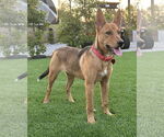 Small #2 Mutt