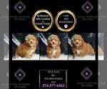 Puppy Tuck Tuck AKC Poodle (Toy)