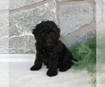 Small #2 Poodle (Miniature)