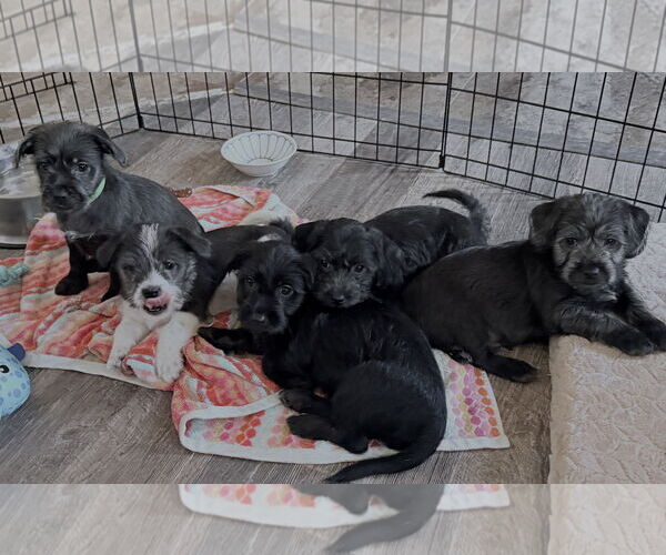 Medium Photo #2 Havanese-Unknown Mix Puppy For Sale in Newport Beach, CA, USA