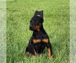 Small Doberman Pinscher