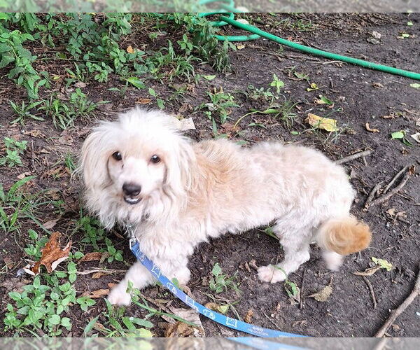Medium Photo #2 Mal-Shi Puppy For Sale in Missouri City, TX, USA
