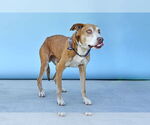 Small #1 Labrador Retriever Mix