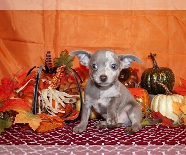 Medium Photo #6 Chihuahua Puppy For Sale in CHARLESTON, AR, USA