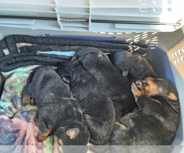 Medium Photo #12 Rottweiler Puppy For Sale in SPARKS, GA, USA