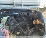Small Photo #12 Rottweiler Puppy For Sale in SPARKS, GA, USA