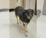 Small German Shepherd Dog Mix