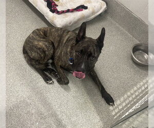 Holland Shepherd-Unknown Mix Dogs for adoption in Fort Collins, CO, USA