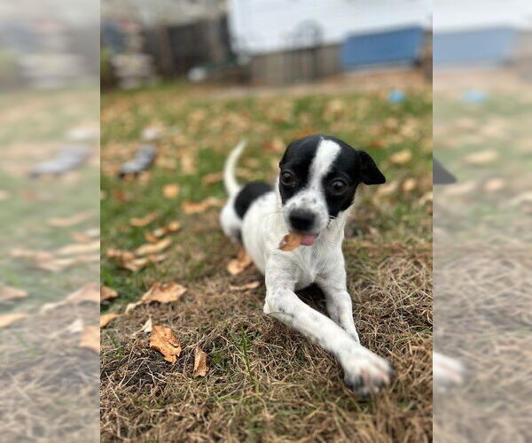 Medium Photo #2 Chihuahua Puppy For Sale in St. Louis Park, MN, USA