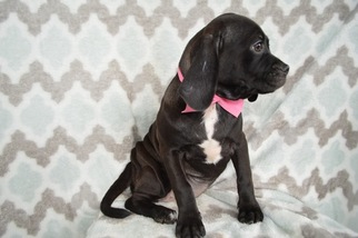 Puggle Puppy for sale in HONEY BROOK, PA, USA