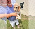 Puppy Jess Afghan Hound