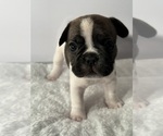 Small Photo #10 French Bulldog Puppy For Sale in OLYMPIA, WA, USA