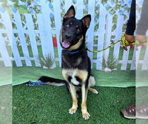 German Shepherd Dog-Unknown Mix Dogs for adoption in Long Beach, CA, USA