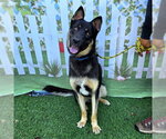Small German Shepherd Dog Mix