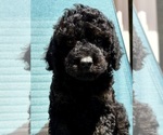 Puppy Puppy 7 Cavapoo
