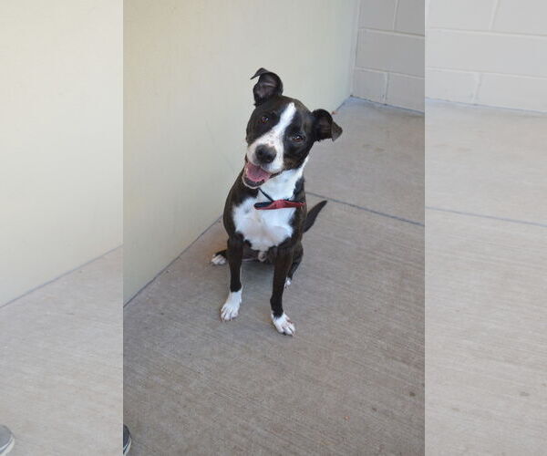 Medium Photo #1 Border Collie-Unknown Mix Puppy For Sale in McKinney, TX, USA
