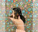Mini Tara - Female Dachshund Puppy for Sale - Small photo