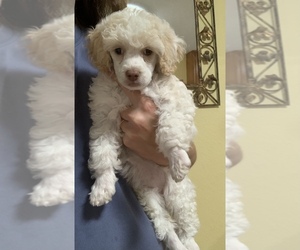 Poodle (Toy) Puppy for sale in TALLAHASSEE, FL, USA