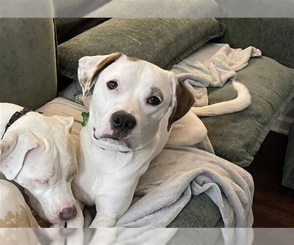 Medium Photo #1 American Bulldog-Unknown Mix Puppy For Sale in Louisville, KY, USA