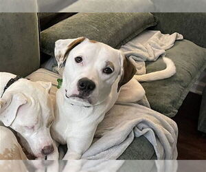 American Bulldog-Unknown Mix Dogs for adoption in Louisville, KY, USA