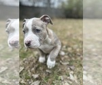 Small #17 American Bully