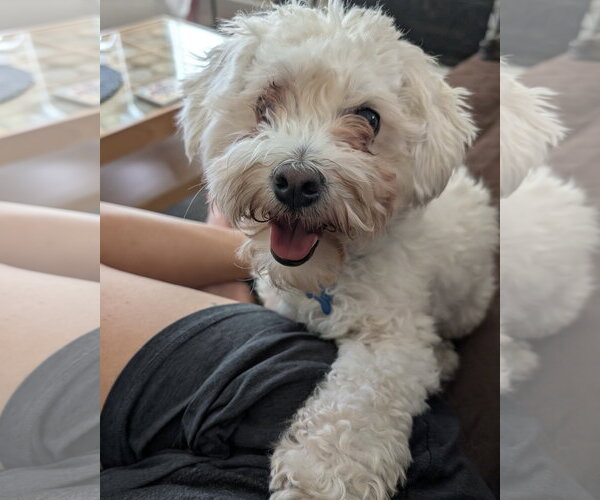 Medium Photo #6 Maltipoo (Miniature) Puppy For Sale in Corona, CA, USA