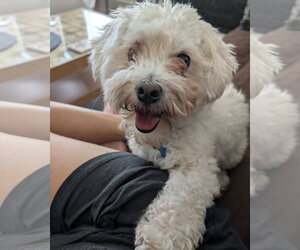 Banner - Male Maltipoo (Miniature) Dog for Adoption - Photo #6