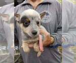 Puppy Pink Australian Cattle Dog