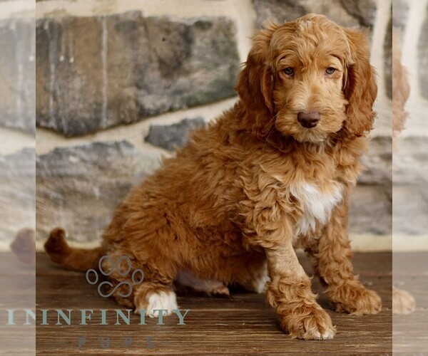 Medium Photo #2 Goldendoodle mix (+ Poodle Standard) Puppy For Sale in RONKS, PA, USA