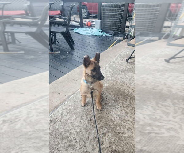 Medium Photo #8 German Shepherd Dog-Unknown Mix Puppy For Sale in Imlay City, MI, USA