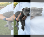 Small Photo #18 Cane Corso Puppy For Sale in ANDERSON, IN, USA