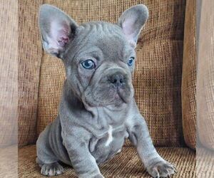 Medium French Bulldog