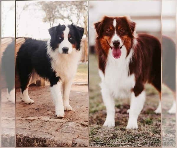 Medium Photo #1 Australian Shepherd Puppy For Sale in GEORGETOWN, TX, USA