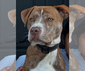 Coco - Male American Staffordshire Terrier-Unknown Mix Dog for Adoption - Photo #2