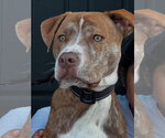 Small Photo #2 American Staffordshire Terrier-Unknown Mix Puppy For Sale in Tarrytown, GA, USA
