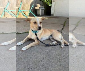 Chihuahua-Unknown Mix Dogs for adoption in New London, WI, USA