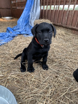 Medium Photo #1 Labrador Retriever Puppy For Sale in EDNA, TX, USA