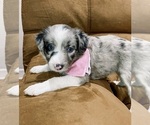 Small Photo #3 Miniature Australian Shepherd Puppy For Sale in BUSH, LA, USA