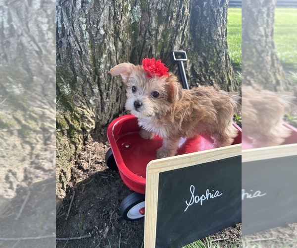 Medium Photo #7 Yo-Chon Puppy For Sale in BELFAST, OH, USA