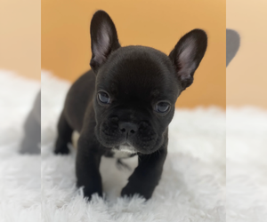 French Bulldog Puppy for sale in PEMBROKE PINES, FL, USA