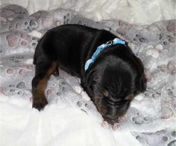 Medium Photo #4 Doberman Pinscher Puppy For Sale in COOKEVILLE, TN, USA