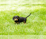 Small #1 Dachshund