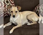 Small #10 Chihuahua