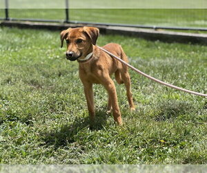 German Shepherd Dog-Unknown Mix Dogs for adoption in Pueblo, CO, USA