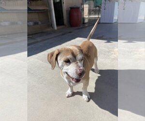 Max Lucas - - Male Beagle Dog for Adoption - Photo #10